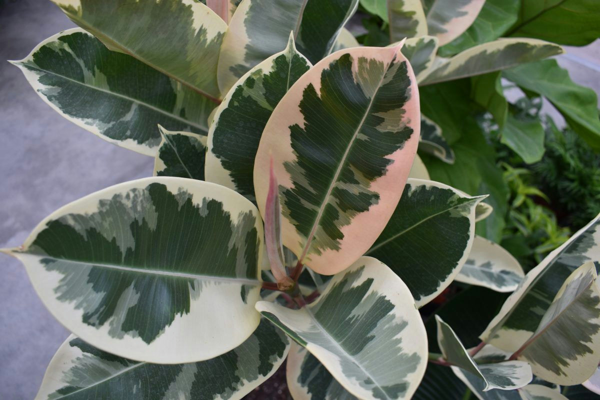 3 mosse che faccio per avere un ficus rigoglioso tutto l'anno senza foglie gialle
