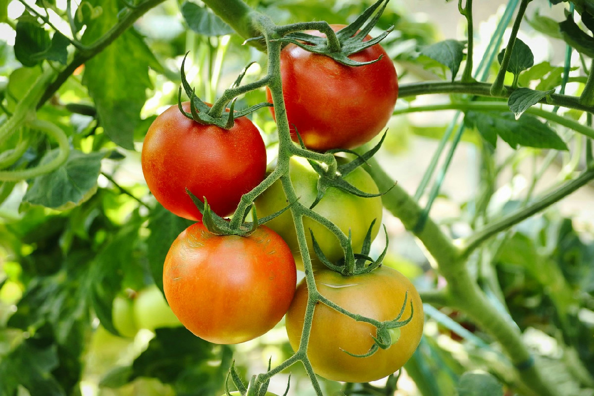 Qual è la pianta che protegge efficacemente i pomodori dalle cimici in giardino?