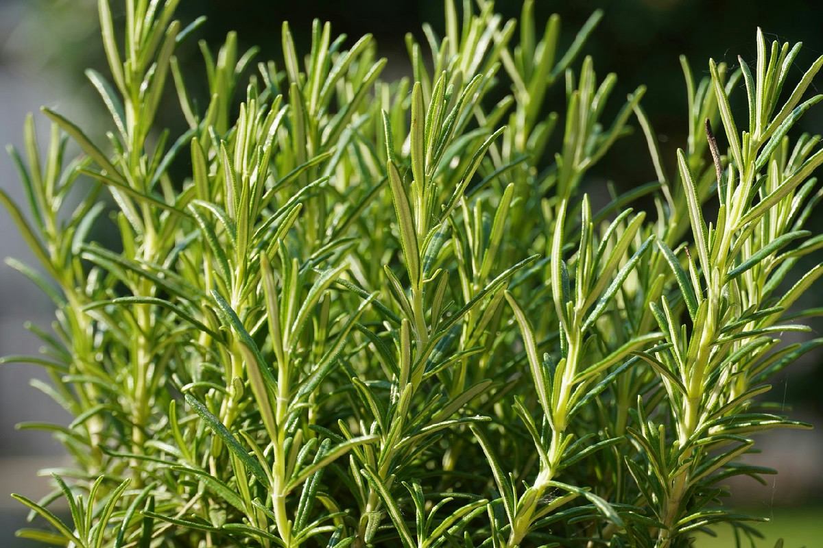 Salvia e rosmarino: come potarli separatamente per una crescita sana e rigogliosa
