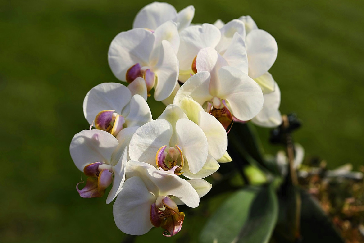 La tecnica originale per mantenere le orchidee rigogliose più a lungo senza fatica
