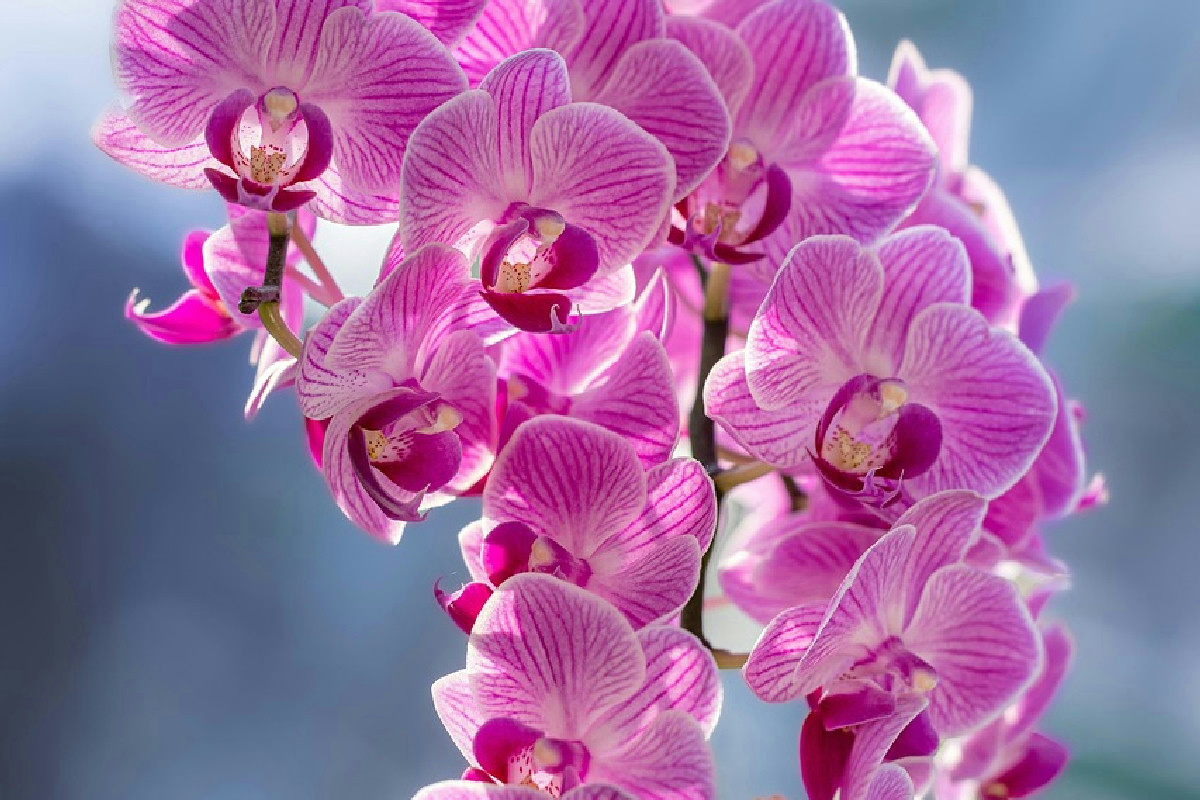 La tecnica originale per mantenere le orchidee rigogliose più a lungo senza fatica